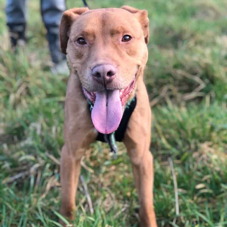 Toby :: Dog Adoption :: Chesterfield Animal Rescue