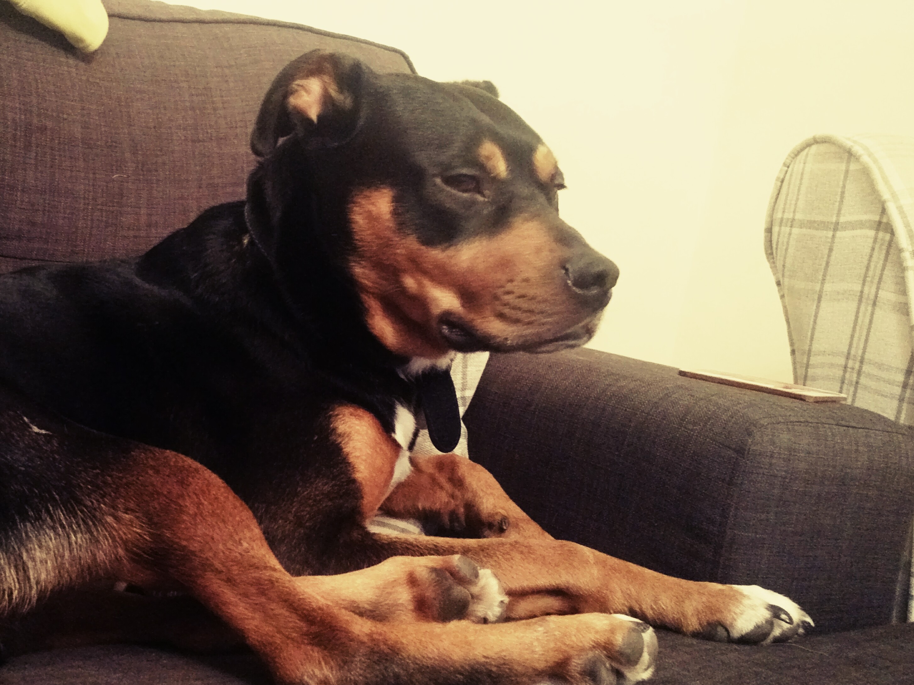 Tyson :: Dog Adoption :: Chesterfield Animal Rescue