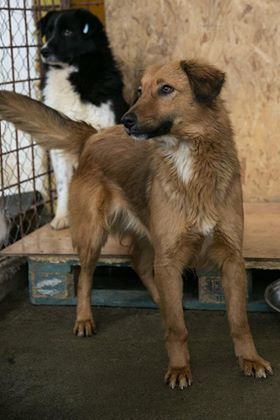 Bonnie :: Dog Adoption :: Chesterfield Animal Rescue