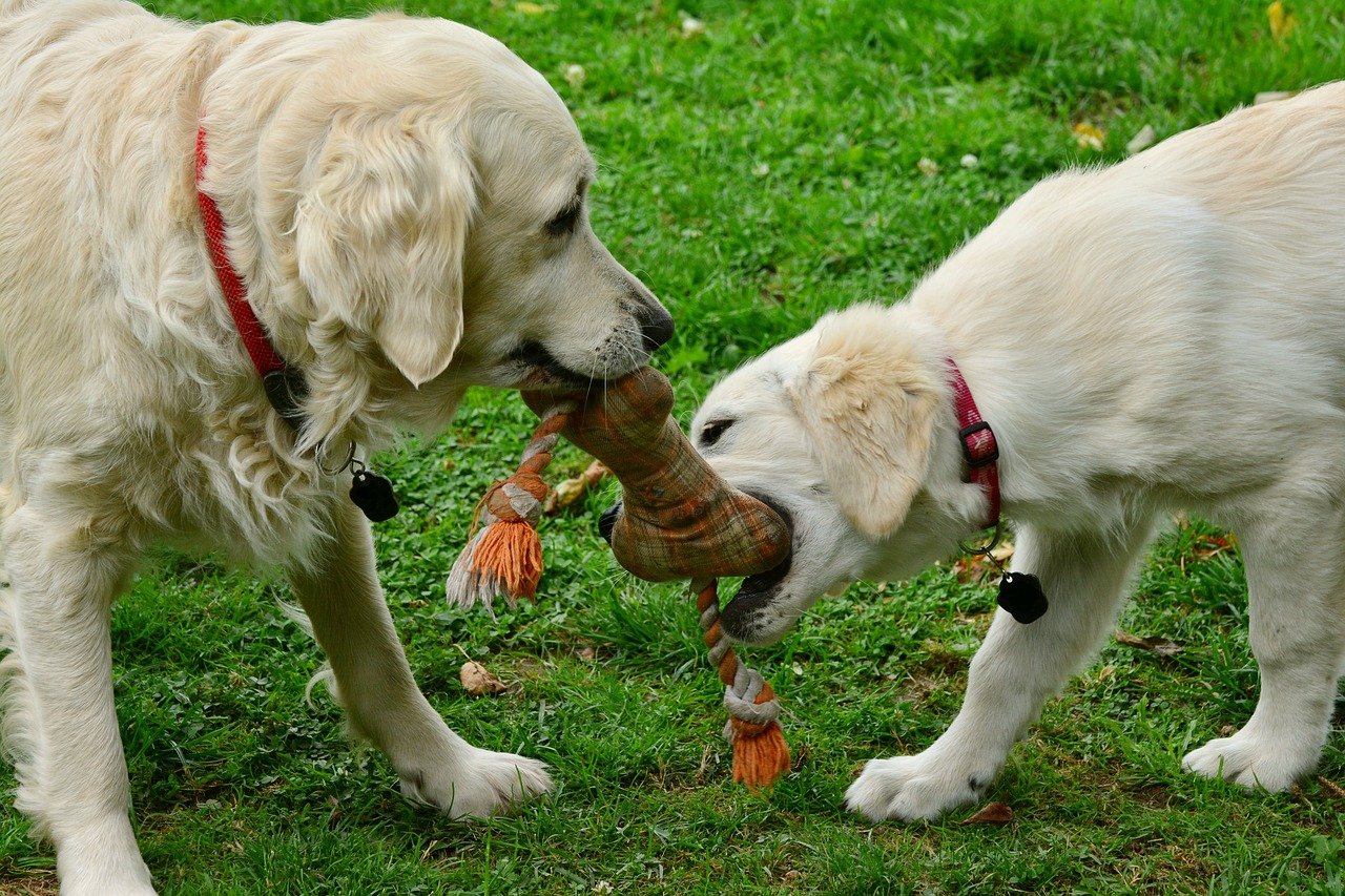 Chesterfield Animal Rescue Rehabilitate