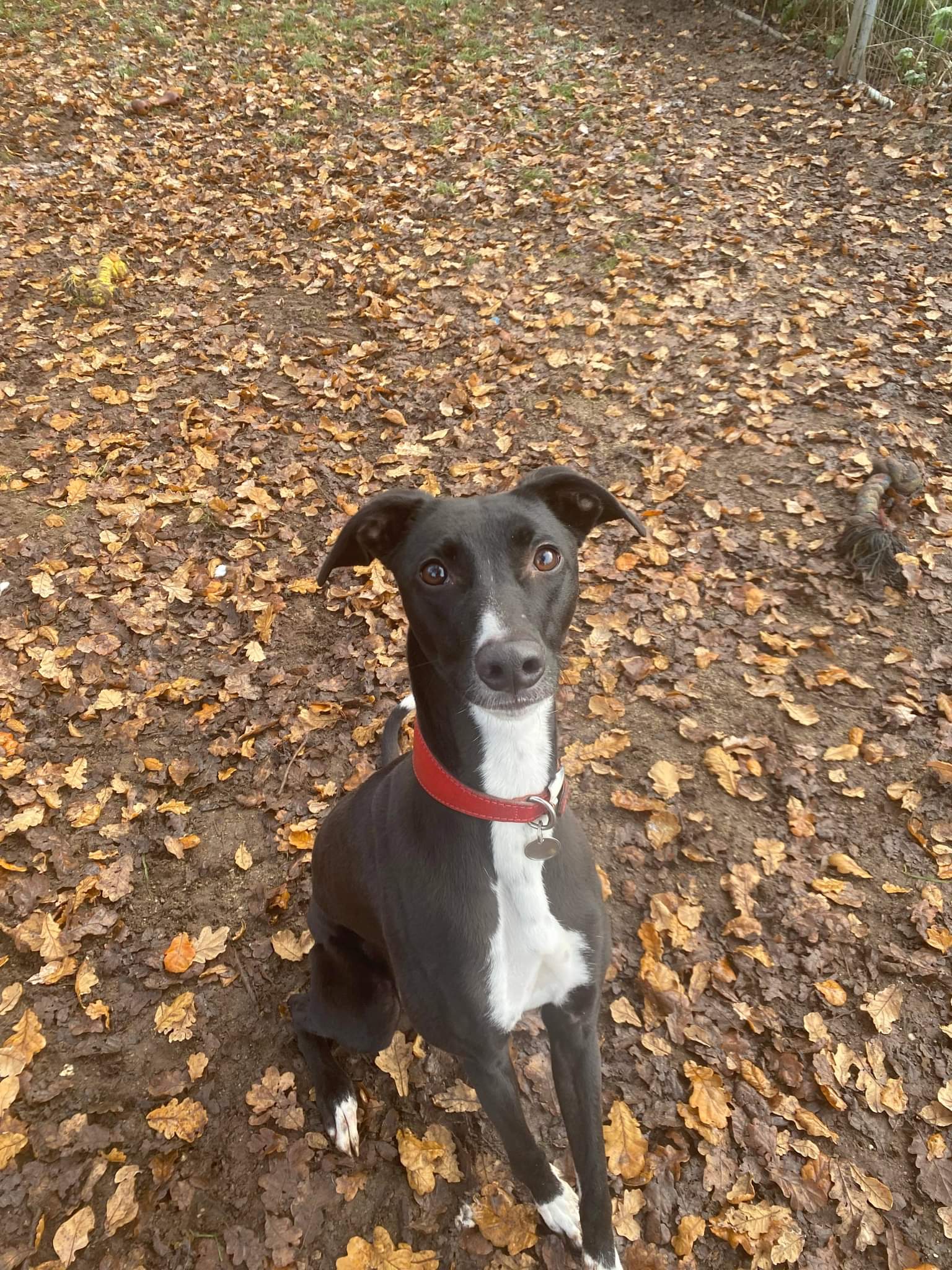 Bella :: Dog Adoption :: Chesterfield Animal Rescue